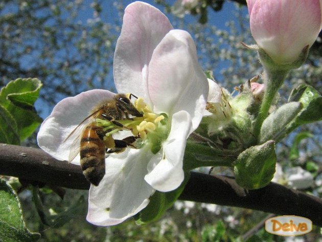 Bičių auginimas, bičių produktai
