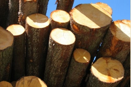Apvaliosios medienos pjovimas