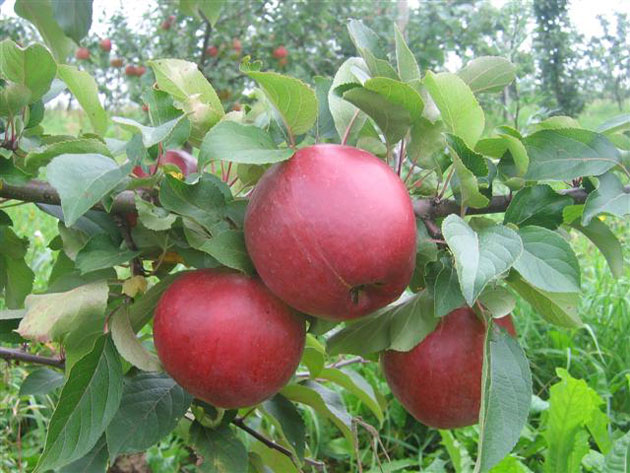 Apfelbäume
