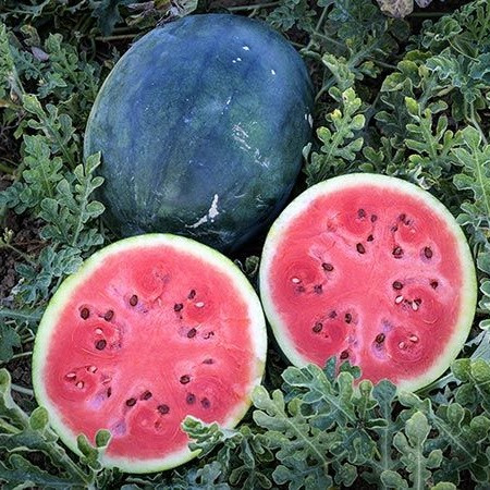 Wassermelonensetzlinge