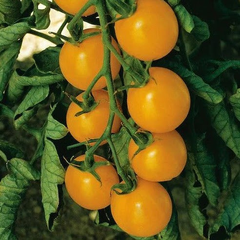Pomidorų daigai