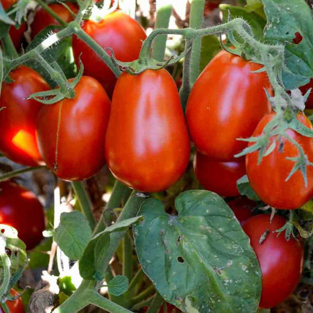 Pomidorų daigai