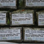 Zāļu tējas imunitātei
