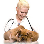 Veterinaro konsultacijos