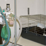 Veterinarijos klinikos, paslaugos