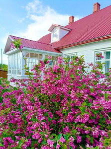 Baltā māja, guest house