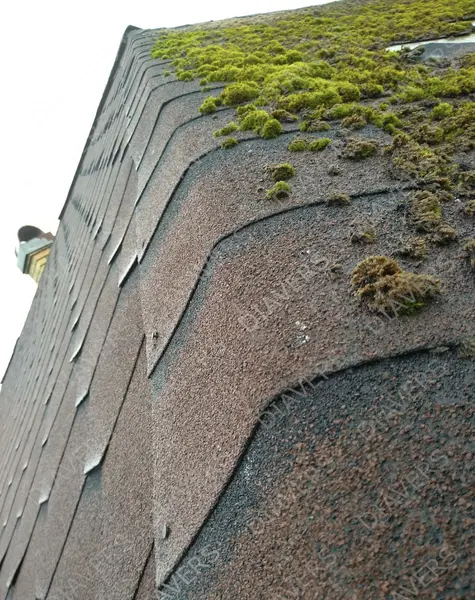 Anti-Moos-Behandlung von Dächern