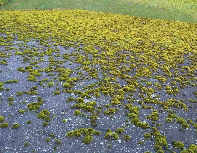 Anti-Moos-Behandlung von Dächern