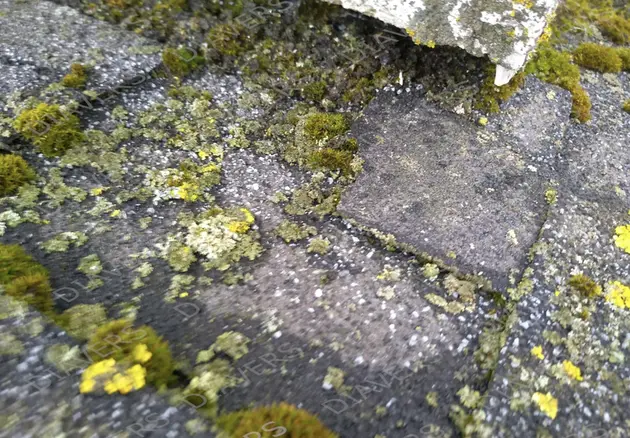 Anti-Moos-Behandlung von Dächern