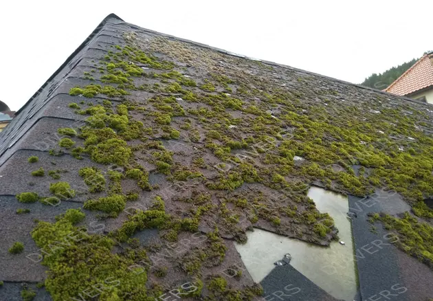 Anti-Moos-Behandlung von Dächern