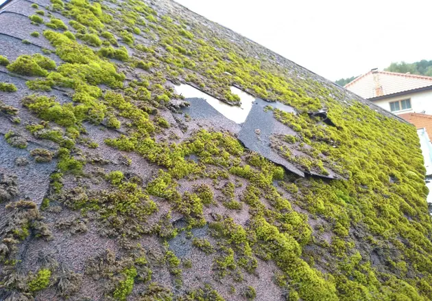 Anti-Moos-Behandlung von Dächern