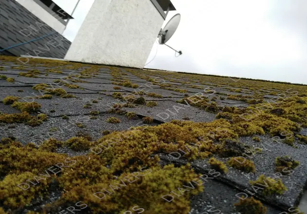 Anti-Moos-Behandlung von Dächern