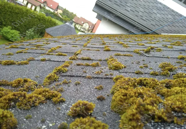 Anti-Moos-Behandlung von Dächern