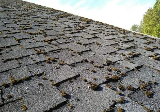 Anti-Moos-Behandlung von Dächern