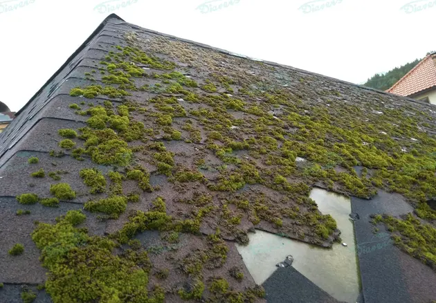 Anti-Moos-Behandlung von Dächern
