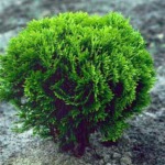 Thuja