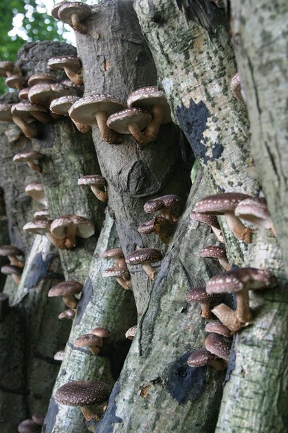 Šiitake grybų auginimas