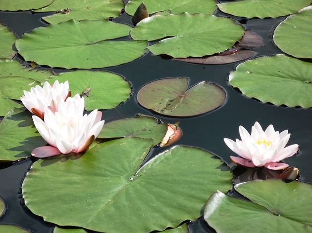 Poilsis prie vandens