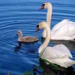 Recreation complexes