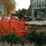 Melioracija, apželdinimas