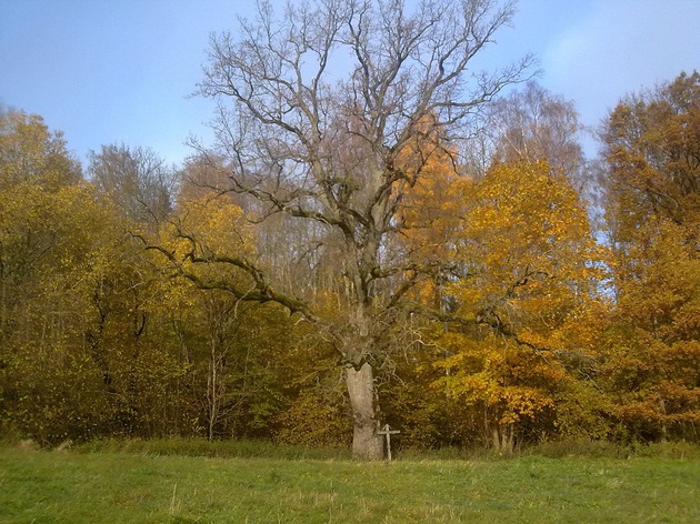 Šimtmetiniai medžiai