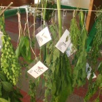 Mācības