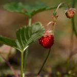 Erholung in der Natur