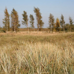 Grybavimas