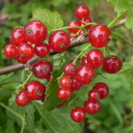 Serbentai