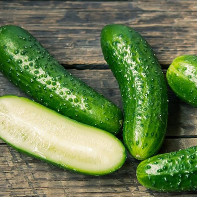 Cucumber seedlings