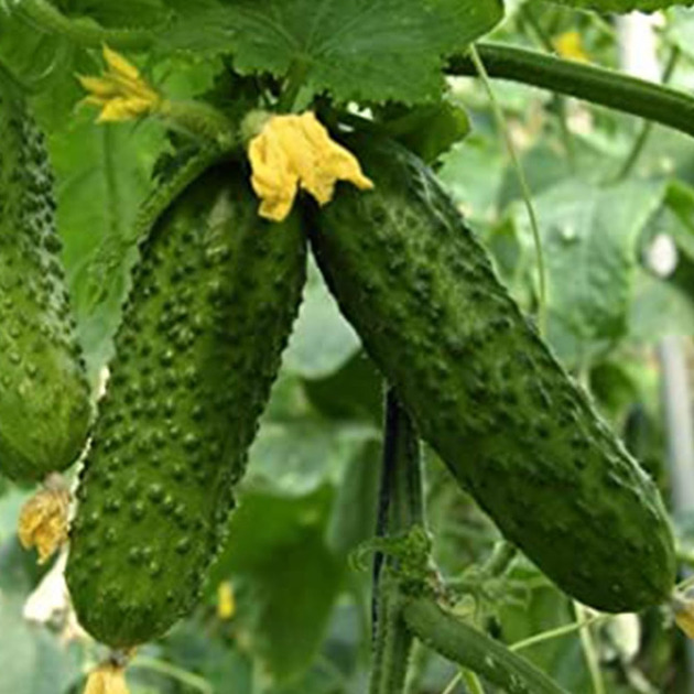 Cucumber seedlings