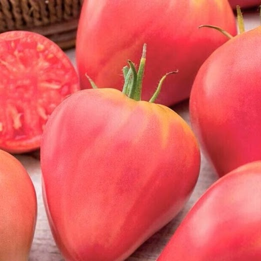 Tomato seedlings