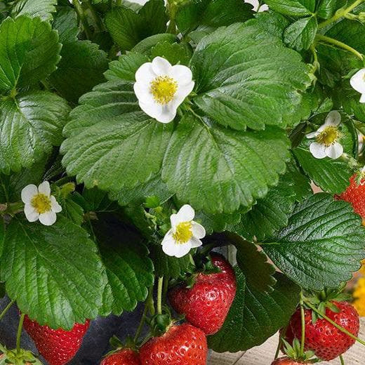 Strawberry seedlings