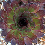 Alpinarium augalai