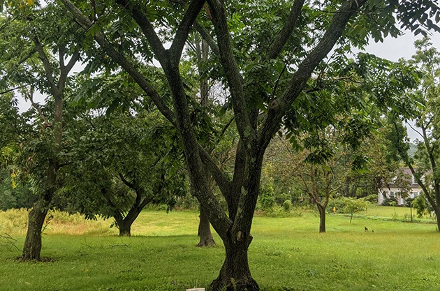 Ореховые деревья