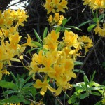 Rododendrai