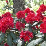 Rododendrai
