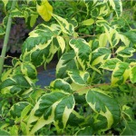 Baltasis alksnis Aureomariginata