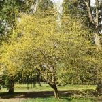 Geltonžiedė sedula Cornus mas