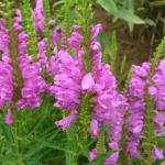 Physostegia virginiana