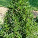Japonų širmegle Sciadopitys verticillata