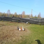 Tinklinio aikštelės