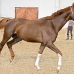 Equestrian sport bases