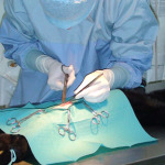 Kačių sterilizacija