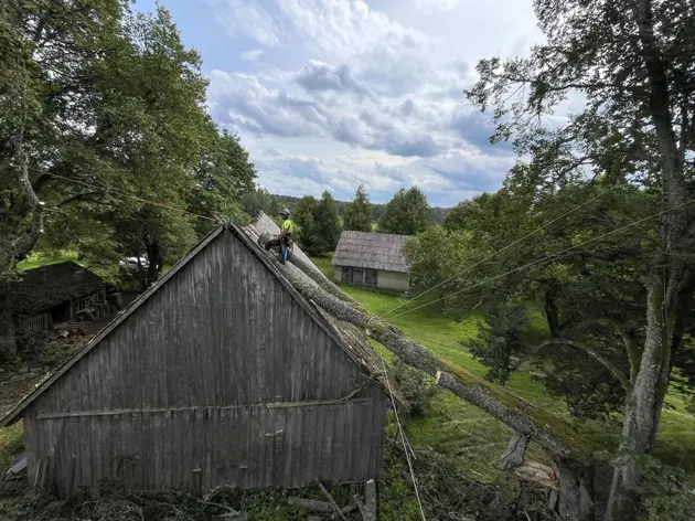 Pavojų keliančių medžių pjovimas