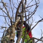 Arboristų paslaugos, medžių priežiūra