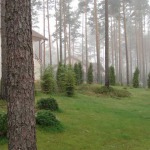 Melioracija, apželdinimas