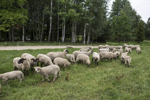 Zīles, ZS, ферма